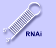 RNAi