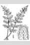 View a larger version of this image and Profile page for Cheilanthes lanosa (Michx.) D.C. Eaton