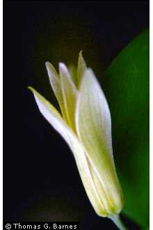 Photo of Uvularia perfoliata L.
