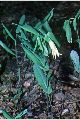 View a larger version of this image and Profile page for Uvularia perfoliata L.