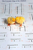 Chicks on Dendrogram