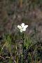 View a larger version of this image and Profile page for Sabatia angularis (L.) Pursh