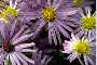 View a larger version of this image and Profile page for Symphyotrichum oblongifolium (Nutt.) G.L. Nesom