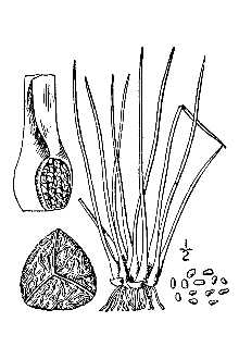 Line Drawing of Isoetes macrospora Durieu