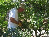 interactive image:  ARWEC Volunteer Gary digs in; click for larger photo