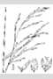 View a larger version of this image and Profile page for Panicum verrucosum Muhl.