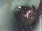 seal with fish in its mouth