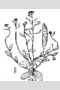 View a larger version of this image and Profile page for Draba cuneifolia Nutt. ex Torr. & A. Gray