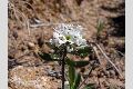 View a larger version of this image and Profile page for Draba cuneifolia Nutt. ex Torr. & A. Gray