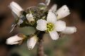 View a larger version of this image and Profile page for Draba cuneifolia Nutt. ex Torr. & A. Gray