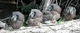 Photo fo Boreal Owl fledglings.