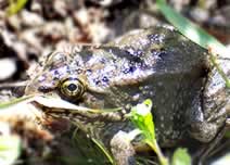Photo of a Columbia Spotted Frog.