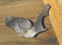 Photo of a Townsend's Big-eared bat.