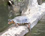 Photo of a Wood turtle.
