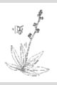 View a larger version of this image and Profile page for Saxifraga pensylvanica L.