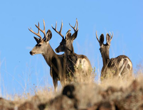 Photograph.  3 mule deer on ridge in oregon.  Taken by Dave Herr; USFS Find a Photo