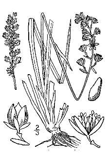 Line Drawing of Tofieldia pusilla (Michx.) Pers.