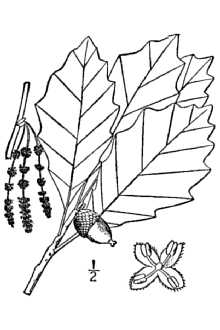 Line Drawing of Quercus prinoides Willd.