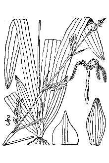 Line Drawing of Carex plantaginea Lam.