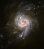 Starburst Galaxy NGC 3310