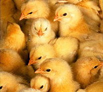 Baby Chicks