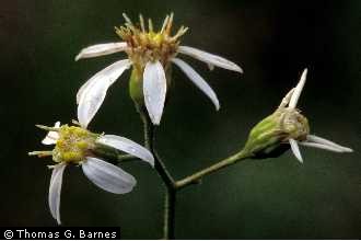 Photo of Doellingeria infirma (Michx.) Greene