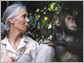 Jane Goodalls Wild Chimpanzees