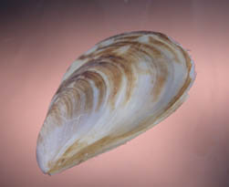 Quagga Mussel