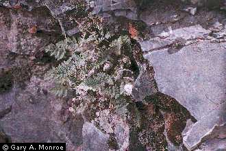Photo of Cheilanthes feei T. Moore
