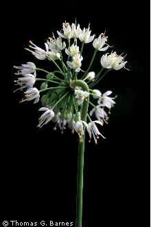 Photo of Allium cernuum Roth