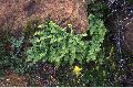 View a larger version of this image and Profile page for Adiantum aleuticum (Rupr.) Paris