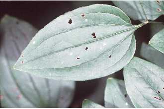 Photo of Smilax tamnoides L.