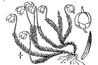Line Drawing of Harrimanella hypnoides (L.) Coville