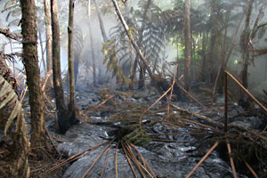 Lava flow destroys hapu`u tree fern forest