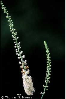 Photo of Actaea racemosa L. var. racemosa