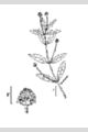 View a larger version of this image and Profile page for Phyla lanceolata (Michx.) Greene