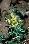 View a larger version of this image and Profile page for Corydalis aurea Willd.
