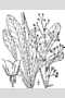 View a larger version of this image and Profile page for Saxifraga micranthidifolia (Haw.) Steud.