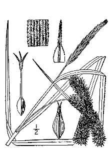 Line Drawing of Carex pseudocyperus L.