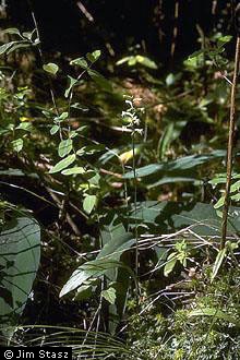 Photo of Platanthera clavellata (Michx.) Luer