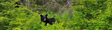 A black bear among blueberry bushes