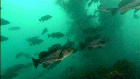 Rockfish in kelp