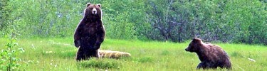 Bears are abundant in Glacier Bay National Park