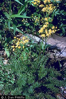 Photo of Packera millefolium (Torr. & A. Gray) W.A. Weber & A. Löve