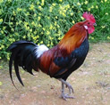 Rooster