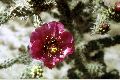 View a larger version of this image and Profile page for Cylindropuntia versicolor (Engelm. ex J.M. Coult.) F.M. Knuth