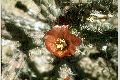 View a larger version of this image and Profile page for Cylindropuntia versicolor (Engelm. ex J.M. Coult.) F.M. Knuth