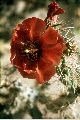 View a larger version of this image and Profile page for Cylindropuntia versicolor (Engelm. ex J.M. Coult.) F.M. Knuth