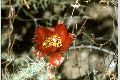 View a larger version of this image and Profile page for Cylindropuntia versicolor (Engelm. ex J.M. Coult.) F.M. Knuth