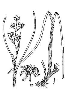 Line Drawing of Scheuchzeria palustris L.